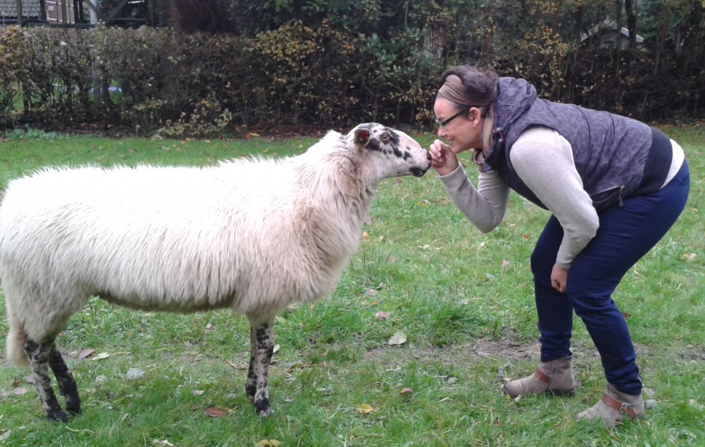 6 nov 2013  Een bewoner van Almere knoopt een gesprekje aan met leidschaap Spike.