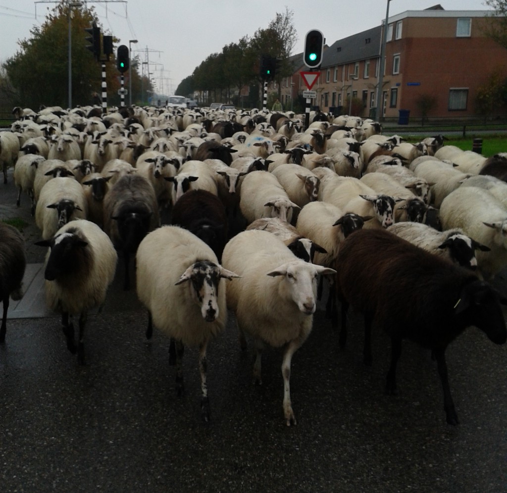 14 nov 2013  Onderweg van het Lumierepark terug naar de Noorderplassen. 