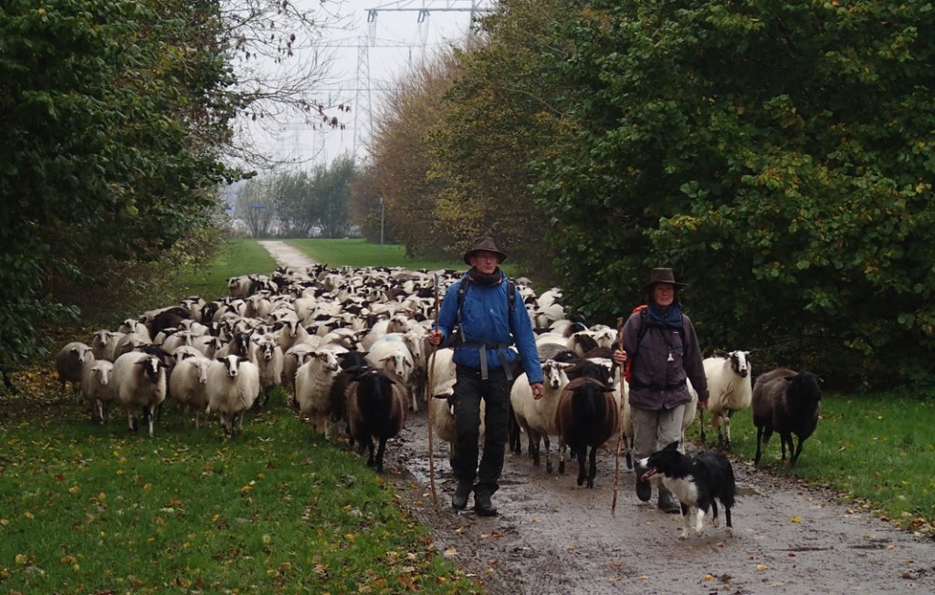 14 nov 2013  Een regenachtige wandeling voor de boeg naar de Noorderplassen.