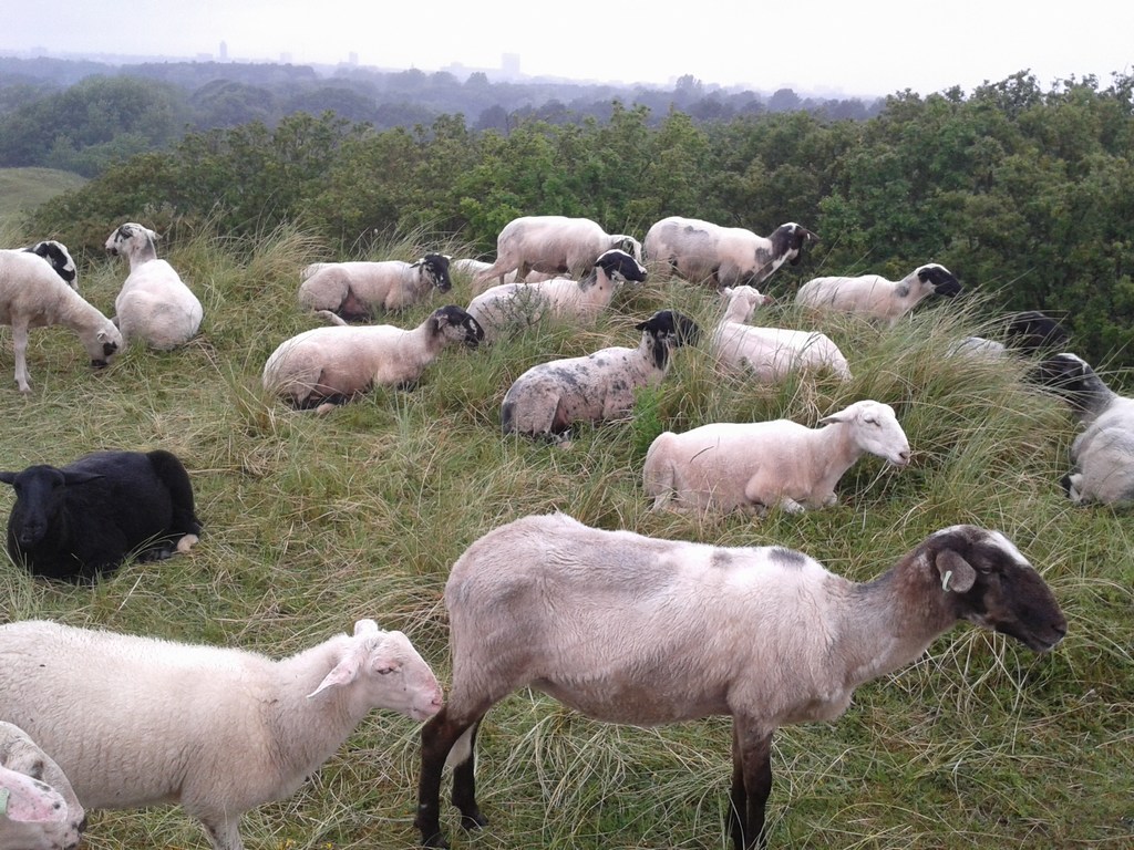 3 jul 2013 De schapen hebben hun bontjas verruild voor een luchtige zomeroutfit. De lammetjes houden hun vacht tot het volgende (voor)jaar.