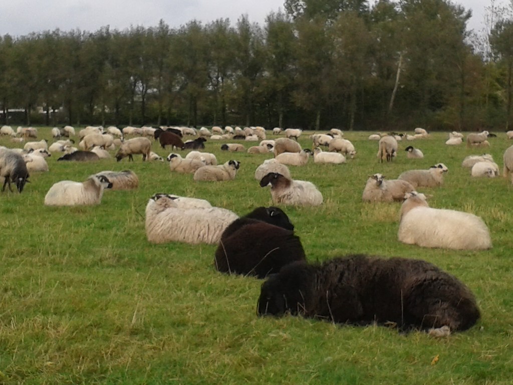 7 nov 2013  Op deze mooie najaarsdag liggen de schapen nog even lekker relaxed te herkauwen.