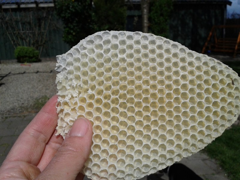Op een lege plek bouwen de bijen zelf darrenraat.