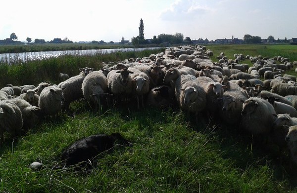 Djen houdt de schapen keurig tegen