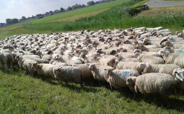 400 schapendames van Schaapskudde De Grazerie