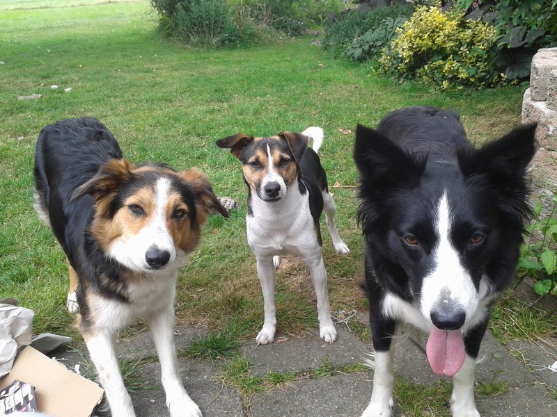 De hondenschare: Werkhonden Lizy (l) en Djen (r) en huishond boerenfox Draco.