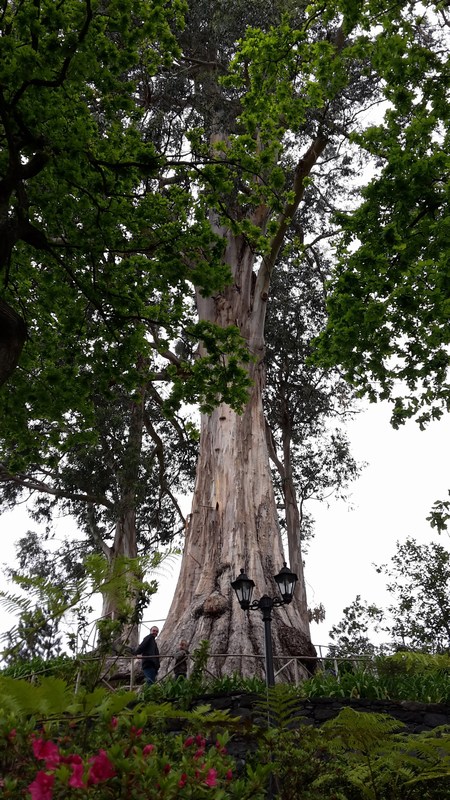 27 april 2015 Oudste Eucalyptusboom van Madeira